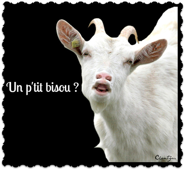 Résultat de recherche d'images pour "bisous chèvre"