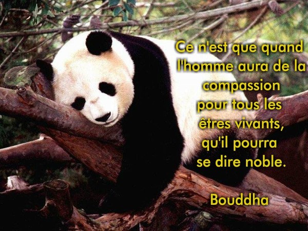 Images Citation bouddha