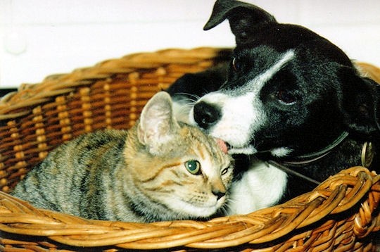 Comme chien et chat ?