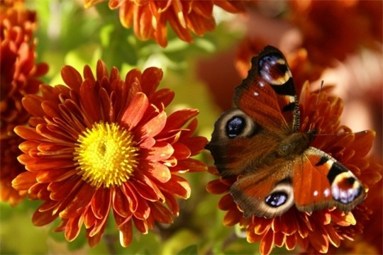 Automne