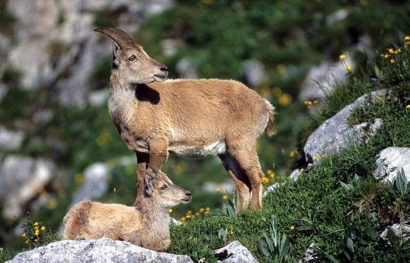 biche faon cerf Page 2 — free download